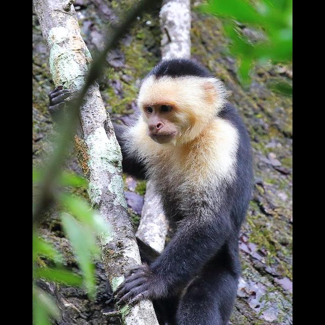 Episode 295: Crazy about Capuchins - podcast episode cover