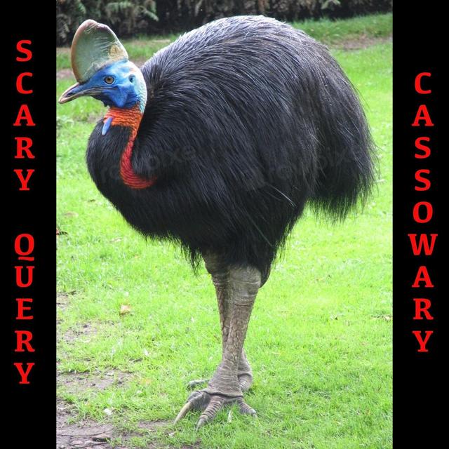 S03E38 - Scary Query: Cassowary - podcast episode cover