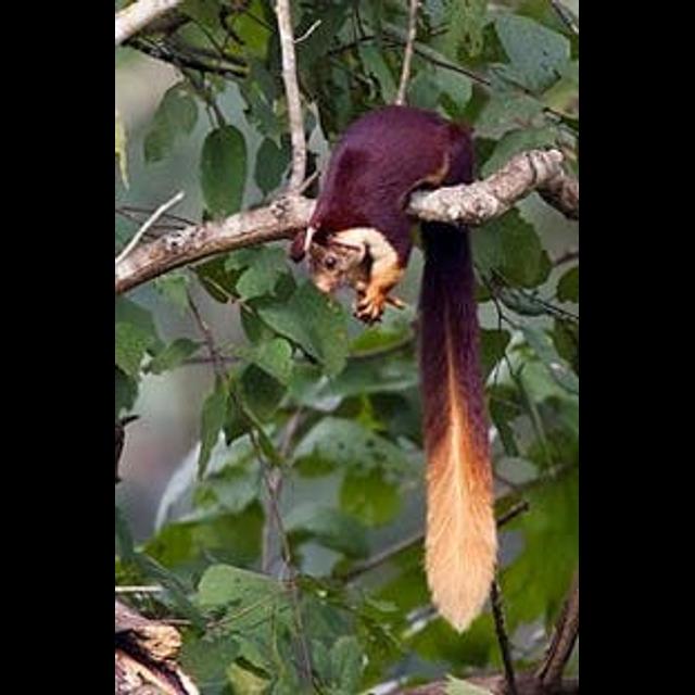 Episode 117 Nuts about Indian Giant Squirrels - podcast episode cover