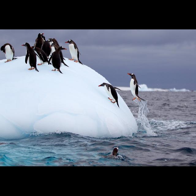 Penguin Poop Helps Biodiversity Bloom in Antarctica - podcast episode cover