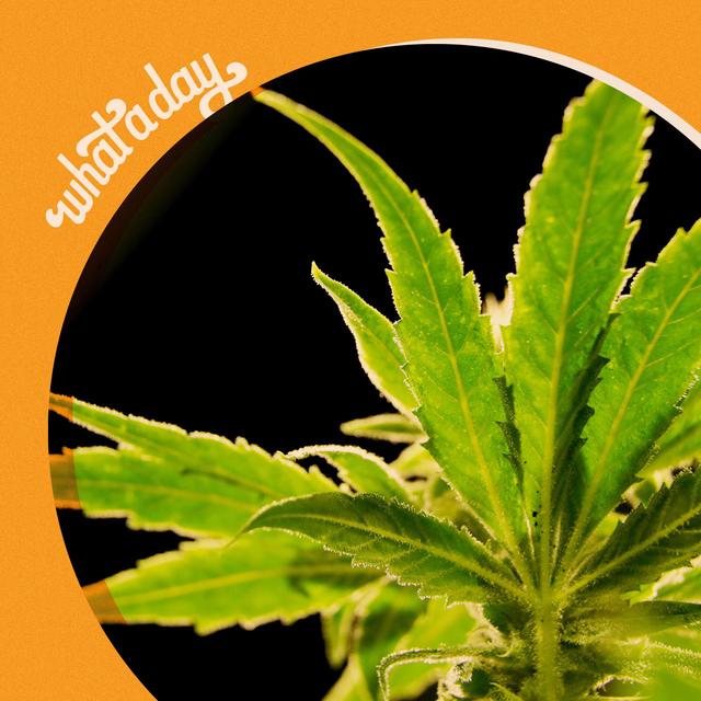 Biden Administration Moves To Lessen Restrictions On Marijuana - podcast episode cover