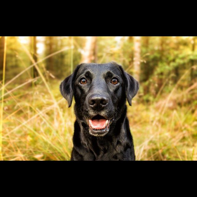 Who's a Smart Dog?! - podcast episode cover
