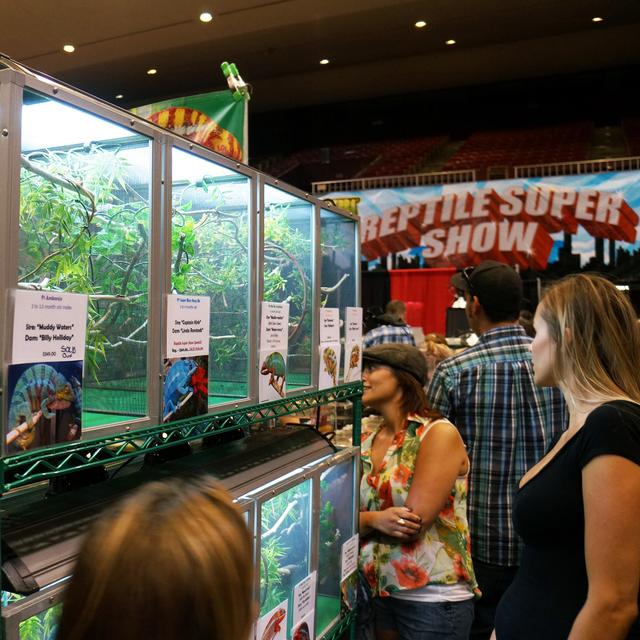 118: Reptile Shows & Chameleons - podcast episode cover