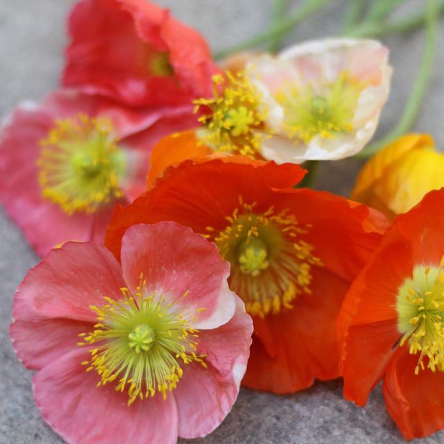 003: All About Soil Blocking: Seed Starting for the Flower Farmer Part 2 - podcast episode cover