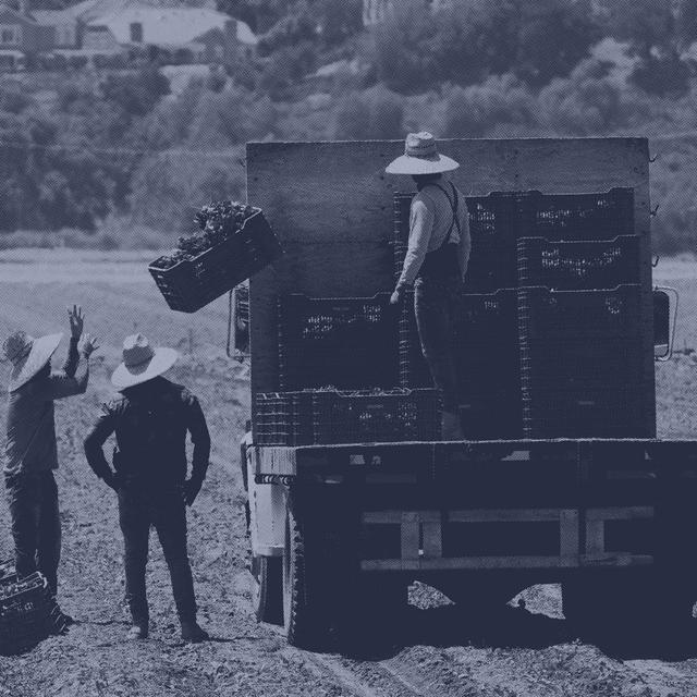 How The Farm Industry Is Complicating Trump's Immigration Crackdown - podcast episode cover