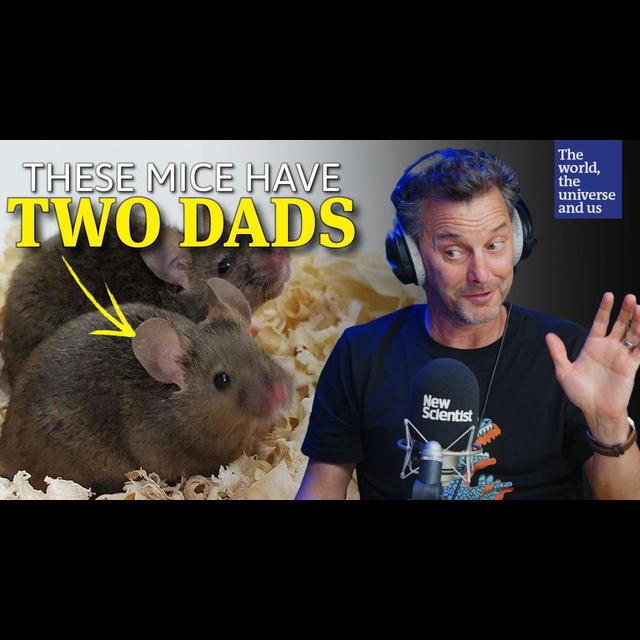 This breakthrough could let gay couples have biological kids - podcast episode cover