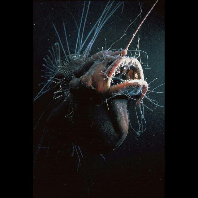Episode 302: Mind's Blown by Anglerfish - podcast episode cover