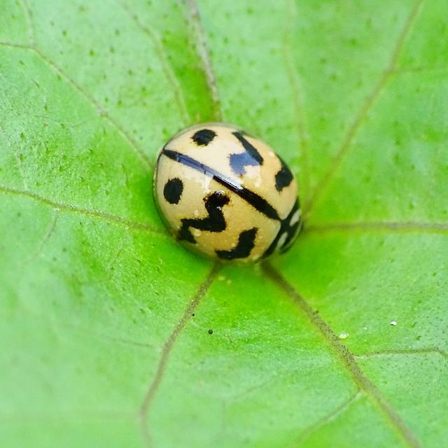 Episode 38: Cheilomenes sexmaculata - The 6-Spotted Zigzag Ladybird - podcast episode cover