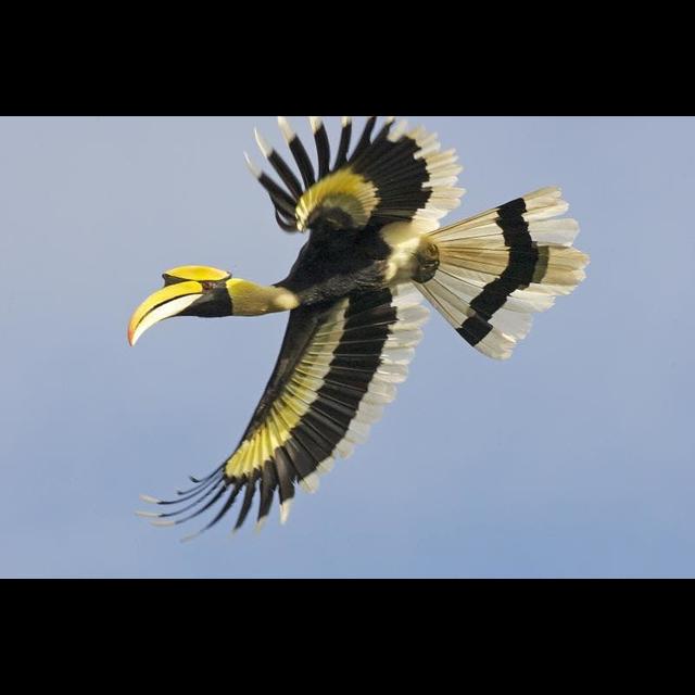 Episode 218: Asia's Great Hornbill - podcast episode cover