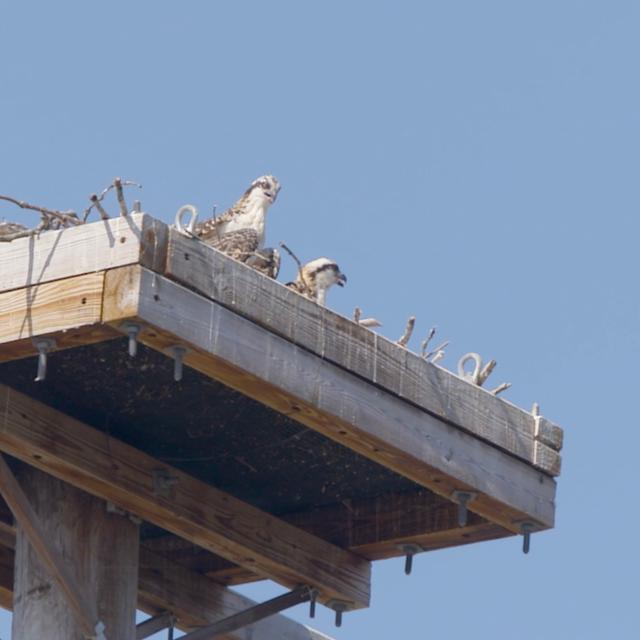 Safeguarding Nesting Ospreys and Maryland Power Infrastructure - podcast episode cover