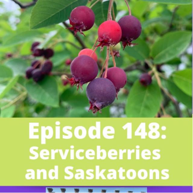 Serviceberries and Saskatoons - podcast episode cover