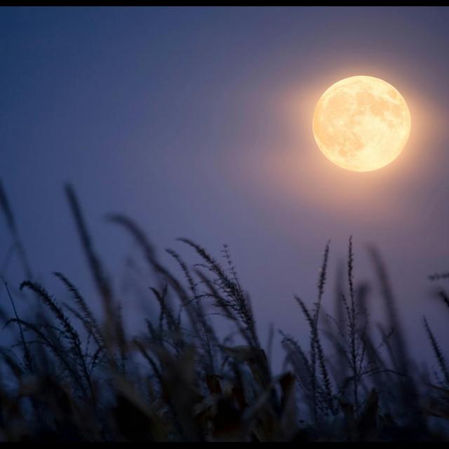 Mammals Moonlight around Human Settlements - podcast episode cover