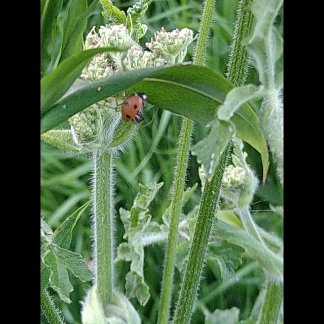 Episode 44: Ladybirds and Spiders with Tea Francis - podcast episode cover