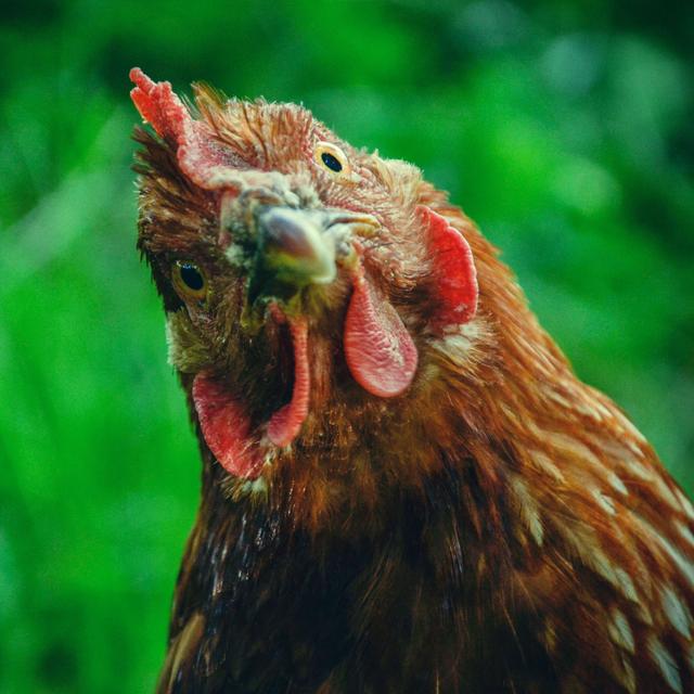 Learning Ultimate Empathy . . . from Chickens - podcast episode cover