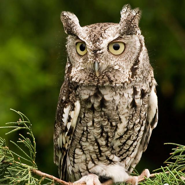 Owls and Awe - podcast episode cover