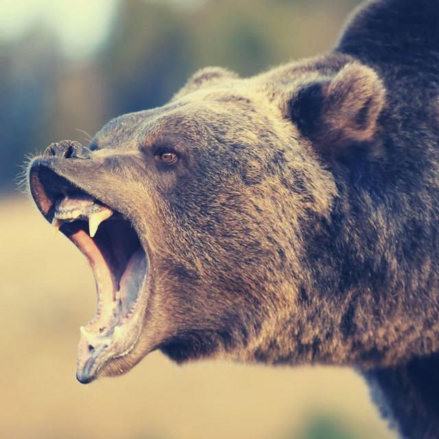 GUEST EPISODE | Dan was mauled by a grizzly bear - podcast episode cover