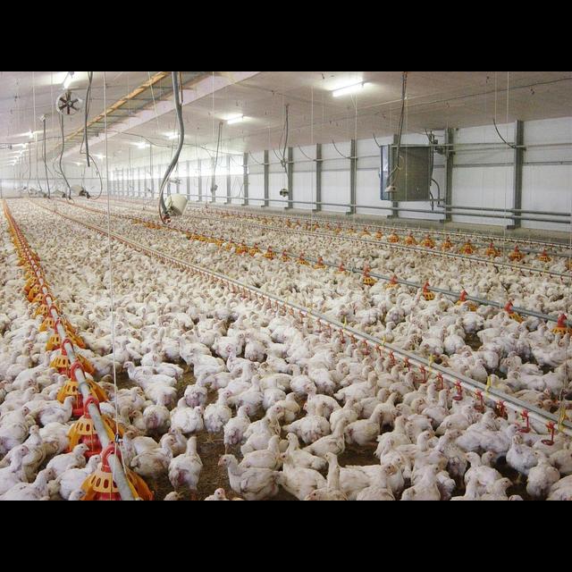 Big-Boned Chickens May Be Humans' Geologic Legacy - podcast episode cover