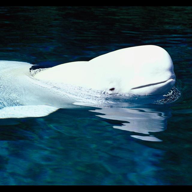 Alaskan Beluga Whales Ace Hearing Exam - podcast episode cover