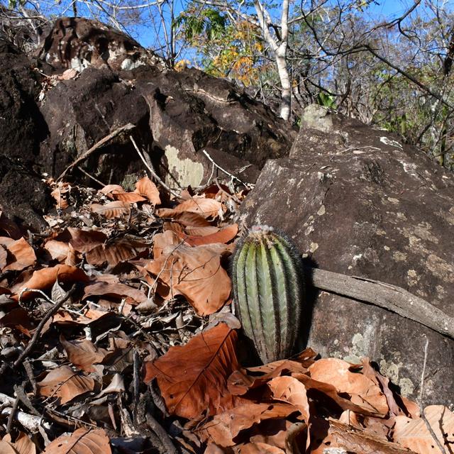 Brazil Atlantic Forest & Cerrado Vegetation Rants - podcast episode cover