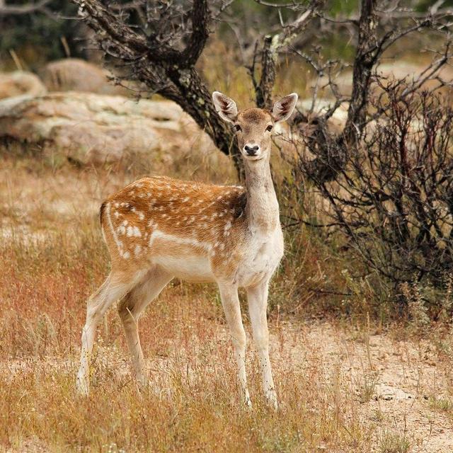 Can we eat enough white-tailed deer to restore forest ecosystems? - podcast episode cover