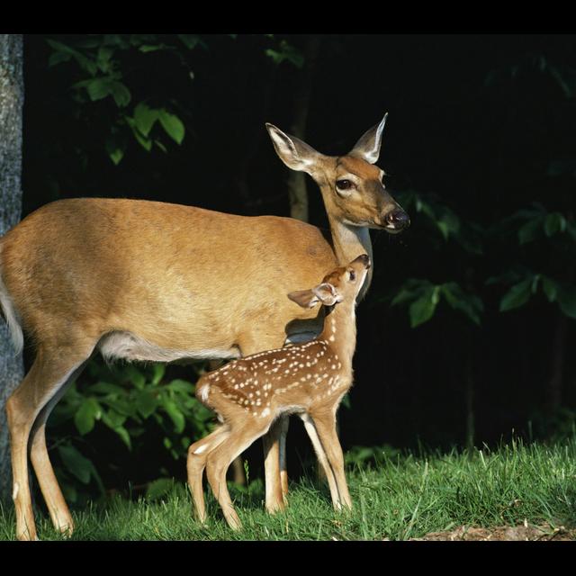 Grazing Deer Alter Forest Acoustics - podcast episode cover
