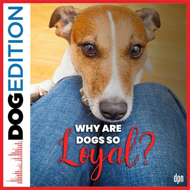 Why are Dogs so Loyal? | Dog Edition #70 - podcast episode cover