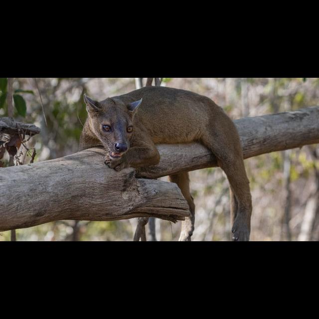 Episode 350: Fossa Conservation w/Brittany Behler - podcast episode cover