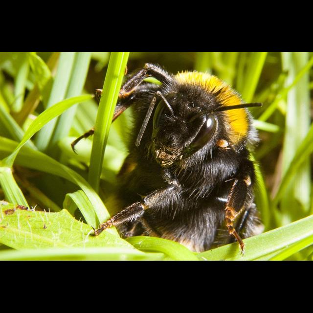 Bumblebee Queens Prefer Layovers to Nonstop Flights - podcast episode cover