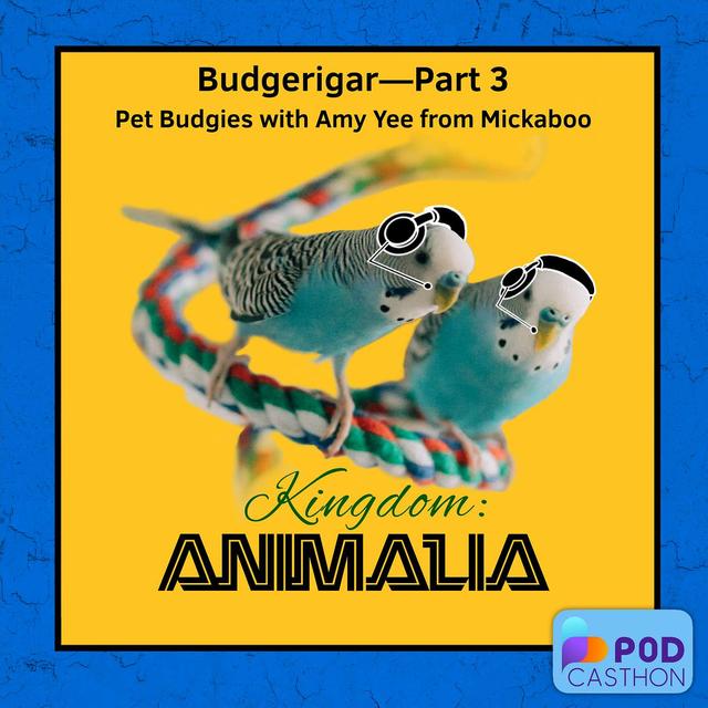 Budgerigar—Part 3: Pet Budgies with Amy Yee from Mickaboo (PODCASTHON) - podcast episode cover