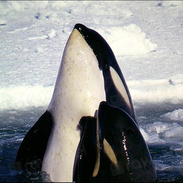 Ocean Wolves, the Orcas Part I - podcast episode cover