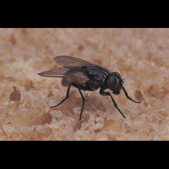Warming Climate Implies More Flies&mdash;and Disease - podcast episode cover