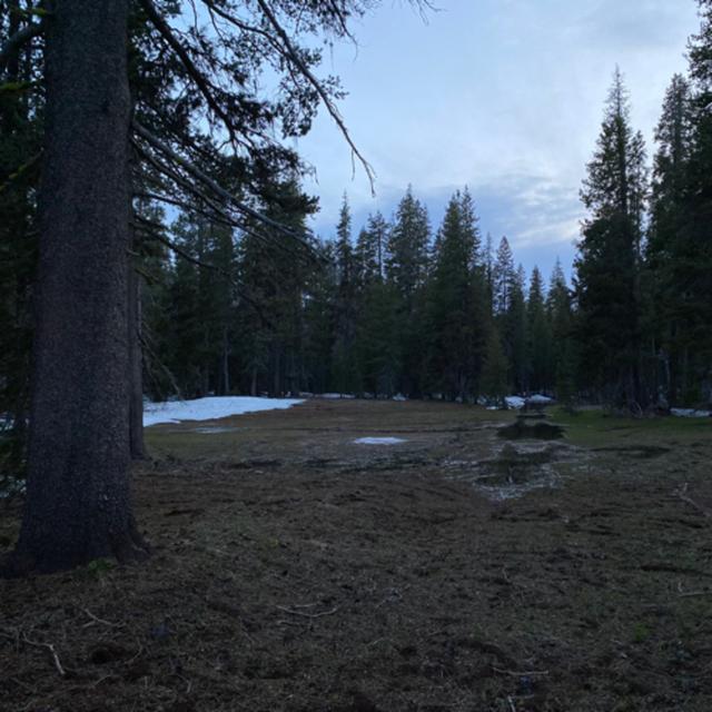 142: Tree Ears- Late Night In The Forest Beside A Small Meadow - podcast episode cover