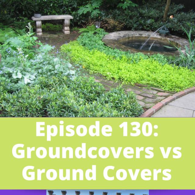 Groundcovers versus Ground Covers - podcast episode cover