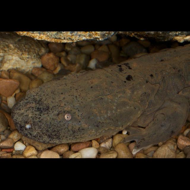 Episode 137: Hellacious Hellbenders - podcast episode cover