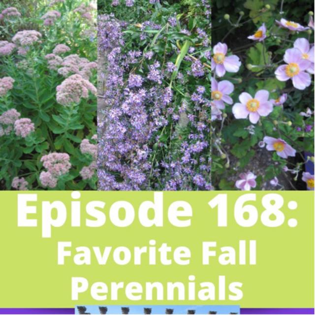 Favorite Fall Perennials - podcast episode cover