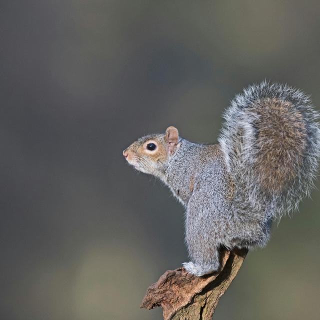 Eavesdropping Puts Anxious Squirrels at Ease - podcast episode cover