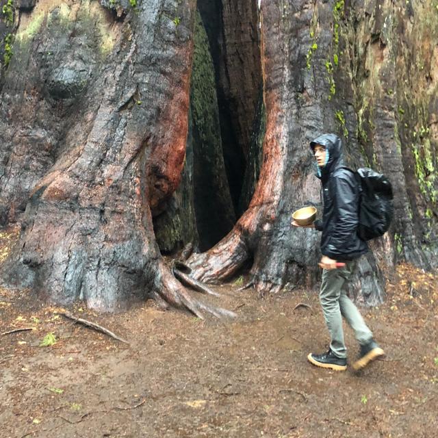 Ep. 3 - Ambient Sounds: Rain in the Redwood Forest - podcast episode cover