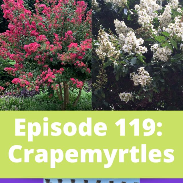 Crapemyrtles - podcast episode cover