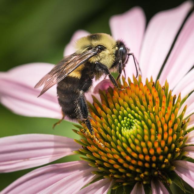 Ask a Bumble Bee: What Flowers Do Bumble Bees Prefer? - podcast episode cover