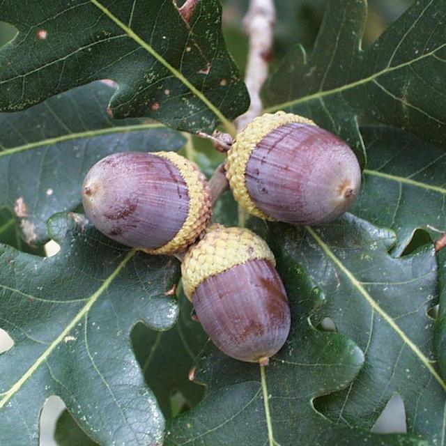 Acorns, Birds, Reptiles, Amphibians, and More: Responses to Forest Disturbances - podcast episode cover