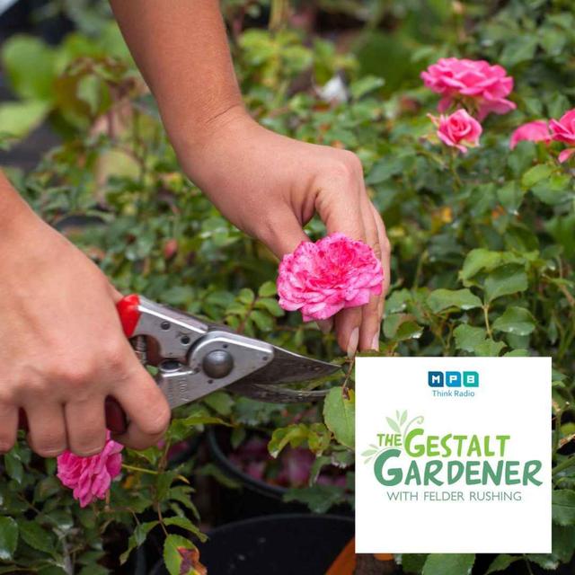 The Gestalt Gardener | Pruning - podcast episode cover