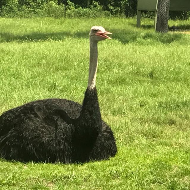 Talkin' Turkey - podcast episode cover