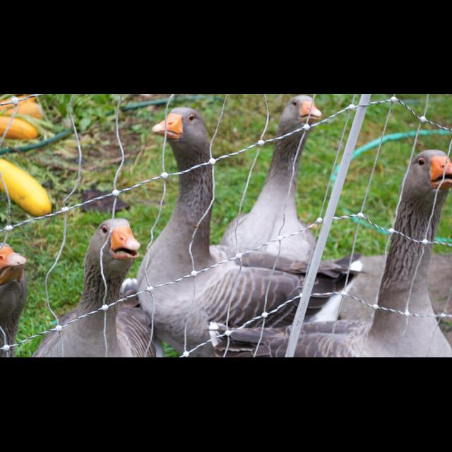 Ep. 60:  Meatsmith Grab Bag (Tractors, Geese, Pastrami & ...), Part 2 - podcast episode cover