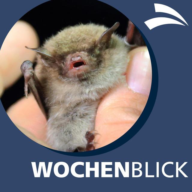 Lotsen-Taxi, Böller-Hoffnung und Fledermaus-Zuhause (KW 52) - podcast episode cover