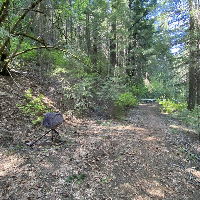 173: Breezy Spring Afternoon in the Forest - podcast episode cover