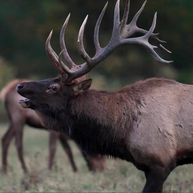 TW 319 - Elk in Tennessee - Healthy, Growing, Opportunities for All - podcast episode cover