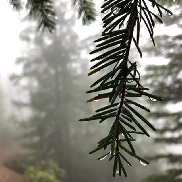 Episode 83: Late Summer Rain - podcast episode cover