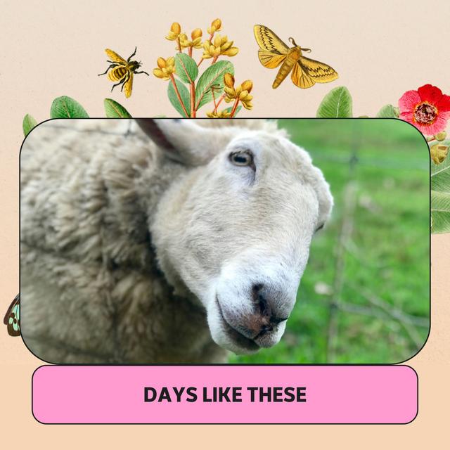 Margie and the Sheep - podcast episode cover