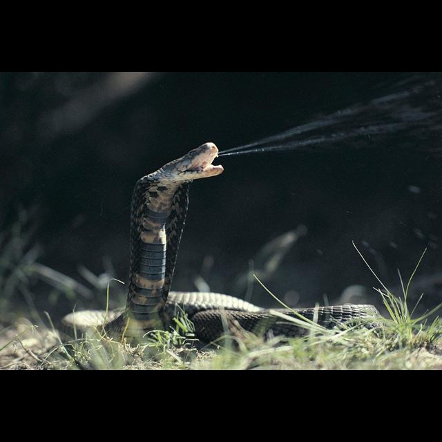 Harder-Working Snakes Pack Stronger Venom - podcast episode cover