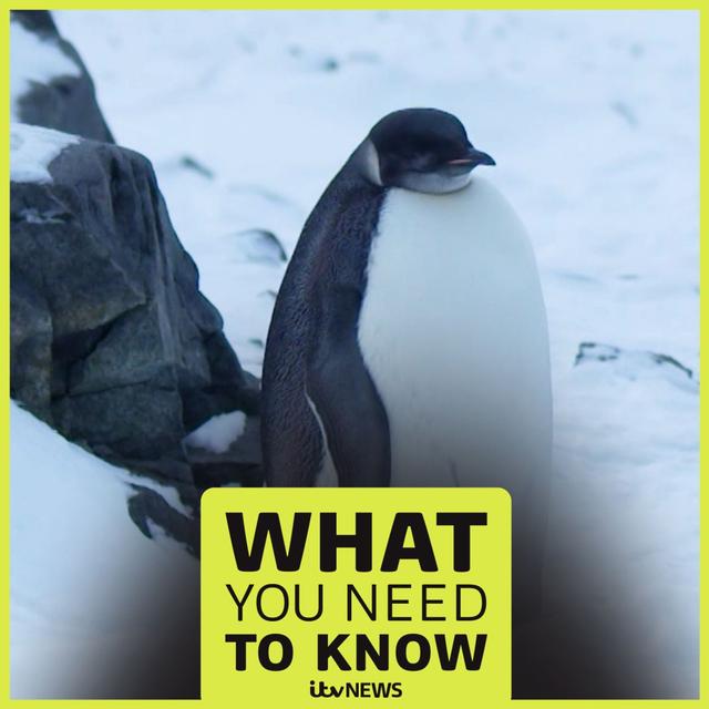 Why scientists are tracking penguin poo in Antarctica - podcast episode cover